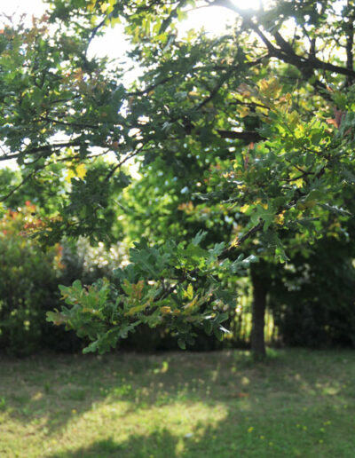 Jardin avec chênes blancs et verts qui vous apporteront de l'ombre dans cette location maison de vacances en Vaucluse